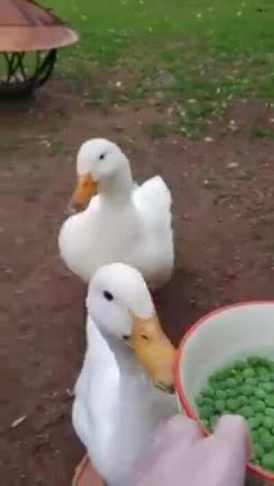 Quack quack