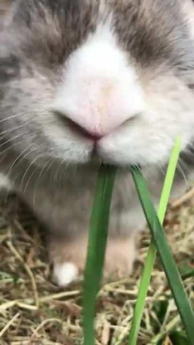 Twitch and munch 🐰🐰🐰