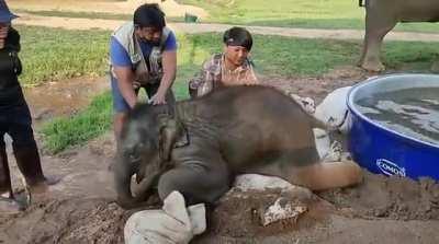 Baby elephant gracefully enters the swimming pool like an absolute professional