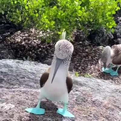 Blue footed booby showing his new shoes