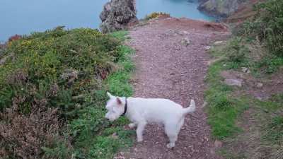 Leaving some treats for my friends....its a Westie thing 😋