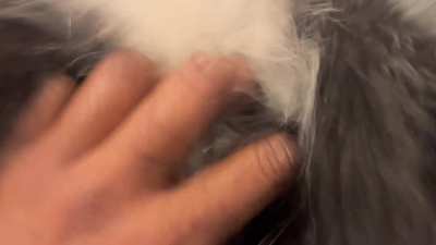 Dante would rather get petted