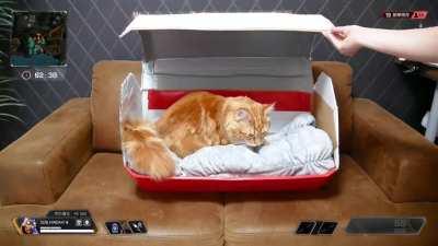 Cat level5 in supply box!