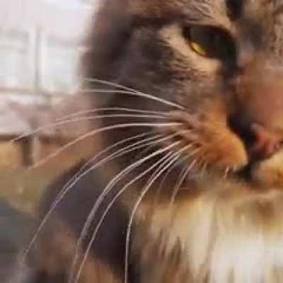 What a precious, beautiful cat.