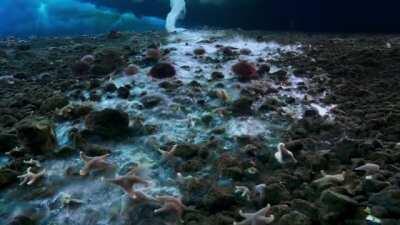 [X-post r/HardcoreNature] The formation of a brinicle freezes everything it comes into contact with