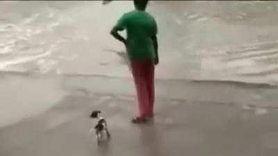 Even crocodiles know the power of the mother slipper