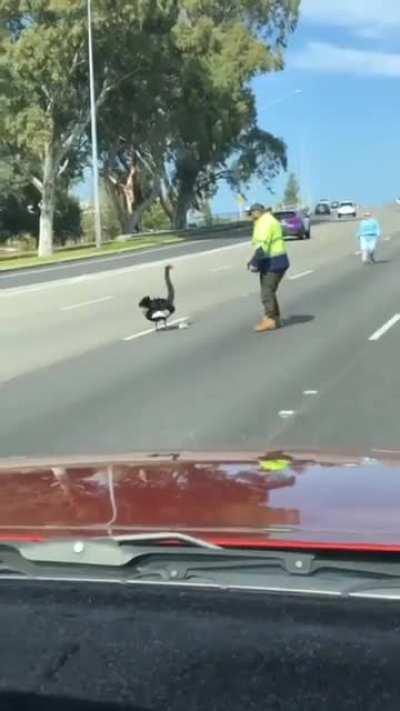 Stopping traffic so a black swan and her cygnet can cross the freeway