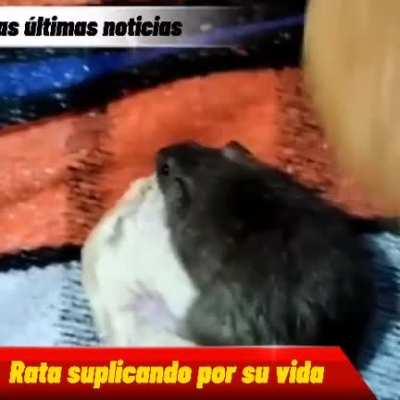 Gracias por ver las noticias soy Tomatito y me despido