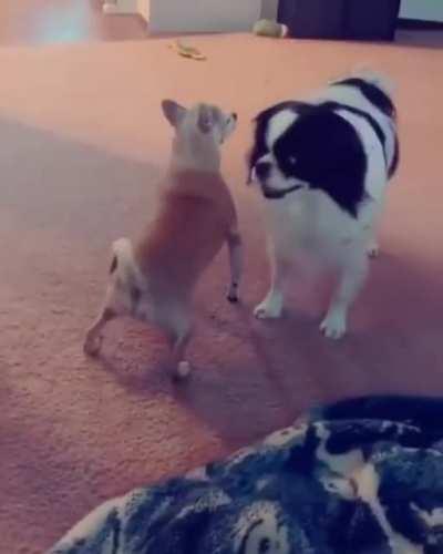 Air humping chihuahua