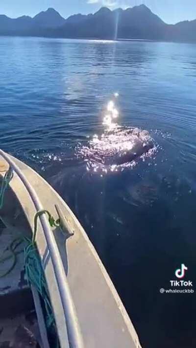 Baleias brincando debaixo do barco!