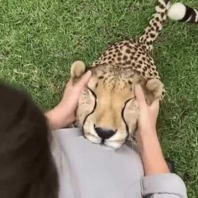 Happy cheetah enjoying ear rubs.