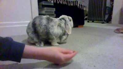 Leo getting some treats