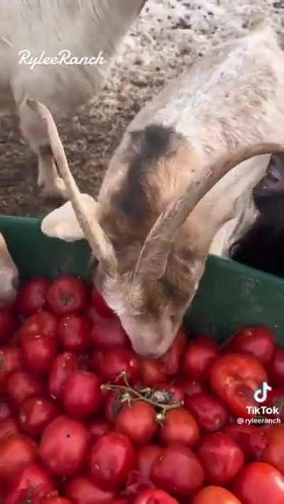 Didn’t know goats LOVE tomatoes :)
