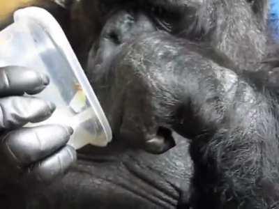 Monke eats yum yum breakfast