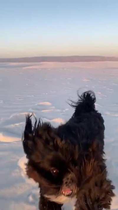 My Shih Tzu rescue, Loki, loving life on the white sand dunes of New Mexico