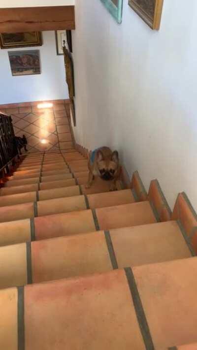 POV: You refuse to vacate so I send the hound to tear you apart