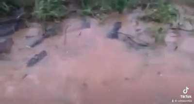 HMB while I go mess with 🐊