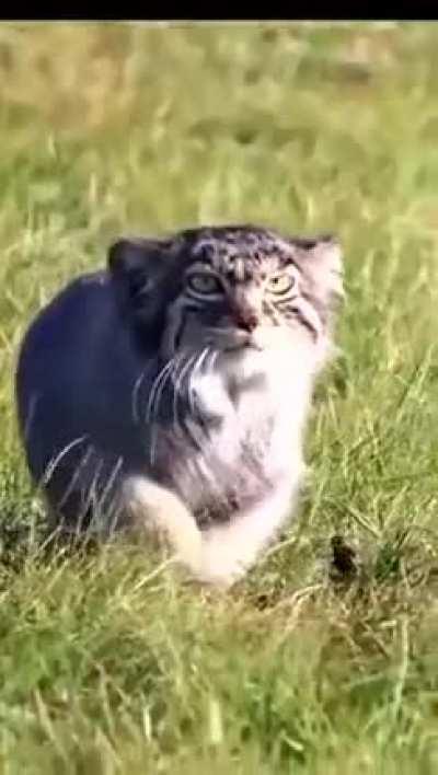 I want one (Pallas's cat). That's one fking nice kitty, right there.