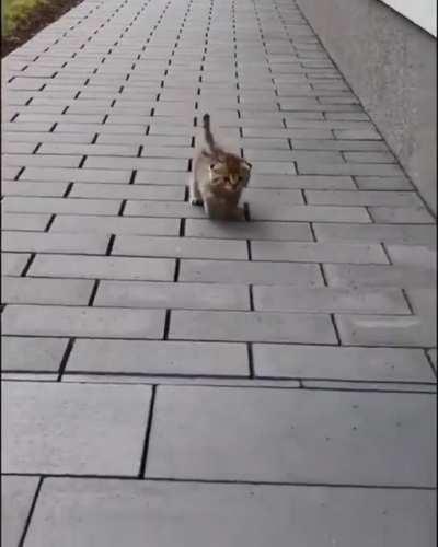 Criminal on the loose!