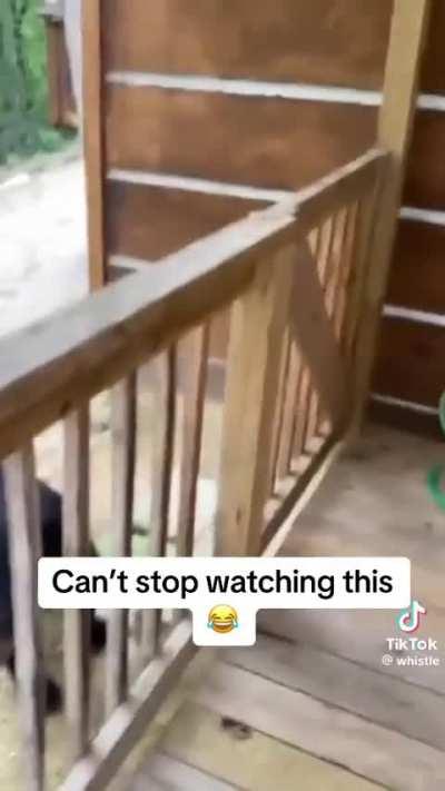 “Can I pet that dog?”