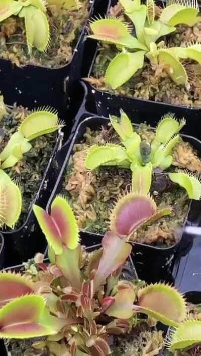 Feeding carnivorous plant with a mosquito