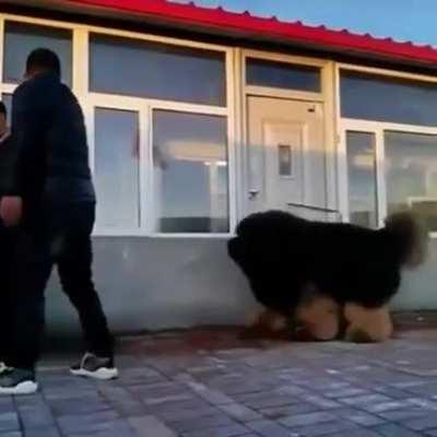 Just a happy little pupper