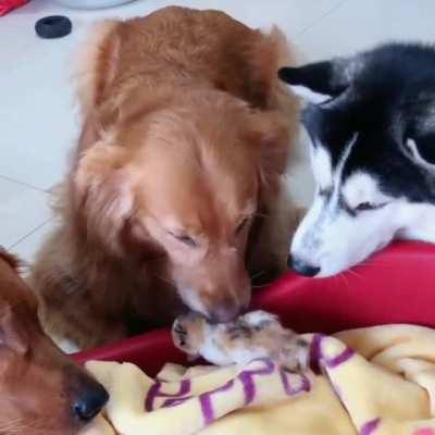 The world's best babysitters