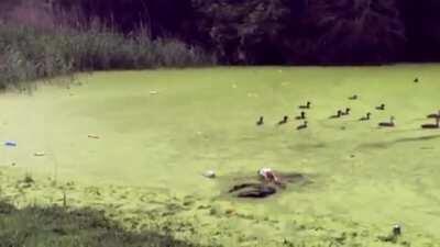 Doggo got an InstantKarma