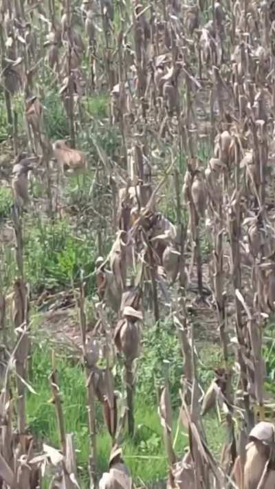 Productor agropecuario encontró un cachorrito de puma mientras cosechaba, el gato fue puesto en resguardo y liberado en la zona para que regrese con su mamá