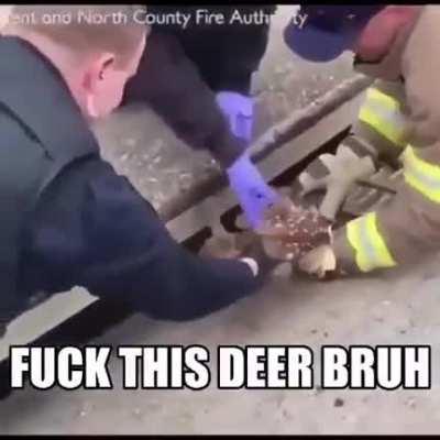 Nah this deer stupid af put it back