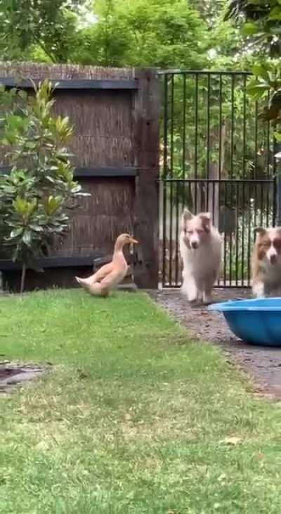 Not sure about the breed of this doggo