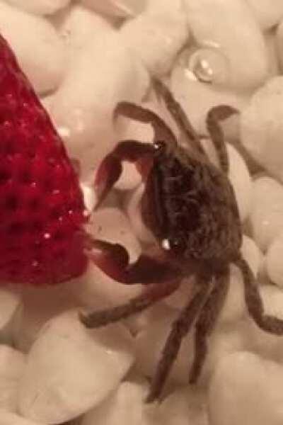 🔥 Mr Crabs eating some healthy veg