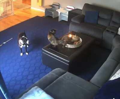 Proof that cats are masters of some form of dark arts.