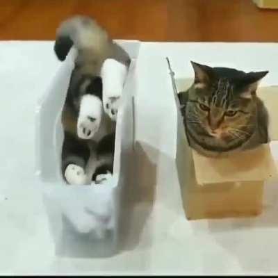 There are two kinds of cats.....