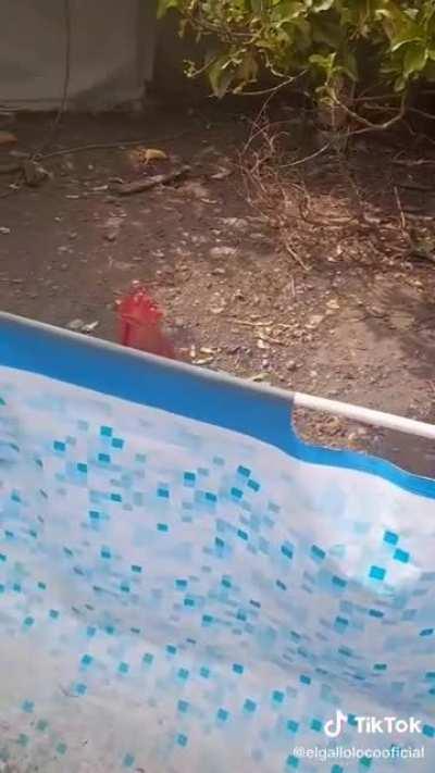 Gallo loco 😈🤑😎