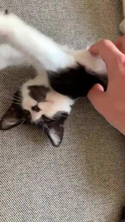 Yeah sex is cool but have you ever heard the noise a kitten makes after being woken up from a nap?