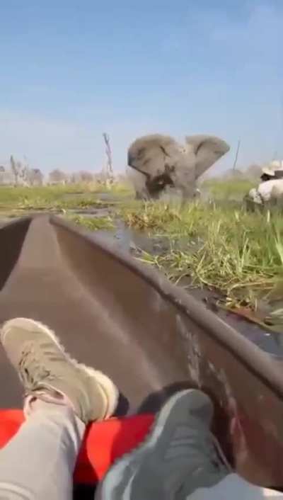 Elephant attacks tourist canoe.