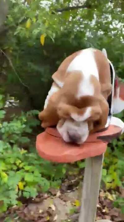 What’s better than a basset hound mailbox?