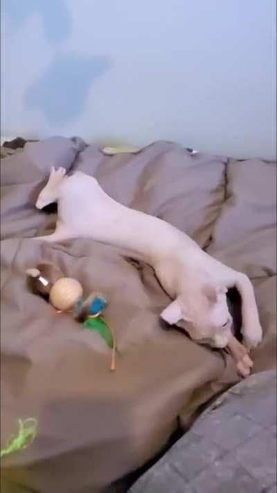 My baby elf Sphynx tried to jump from the second level of her cat tree...