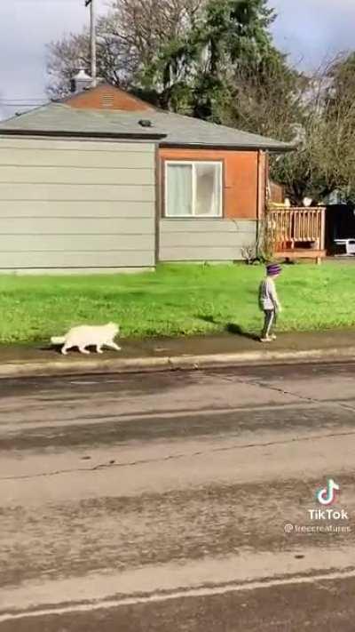 A tale of a boy and a cat