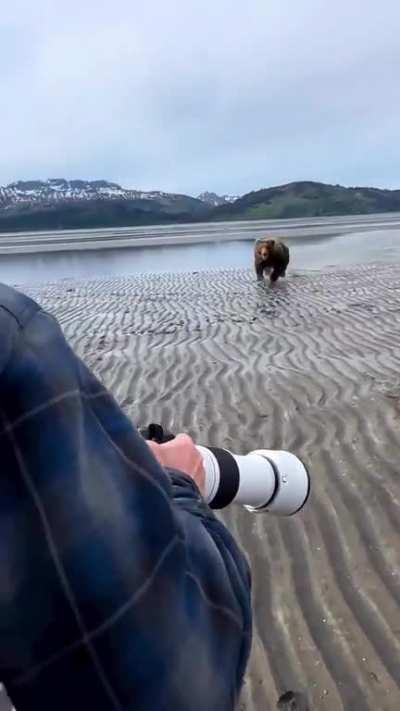 Bear charges camera man