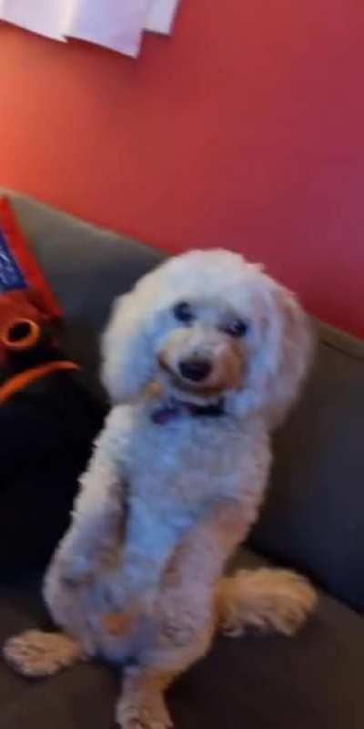 My dog is my number one fan