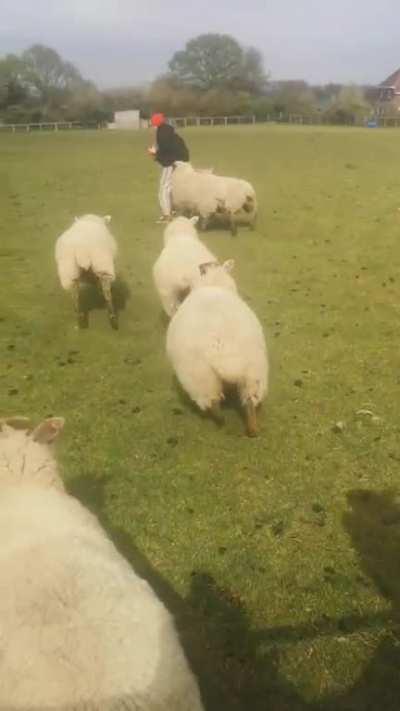 Qualifies for binkies, zoomies and tippytaps but wait for the end for certified SLAMMIES!