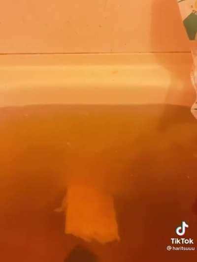 i actually cried when i saw this on tiktok. its 2:40am. this is too much. credit haritsuu on tt. apologies if this is a repost, its just, *gestures at video*