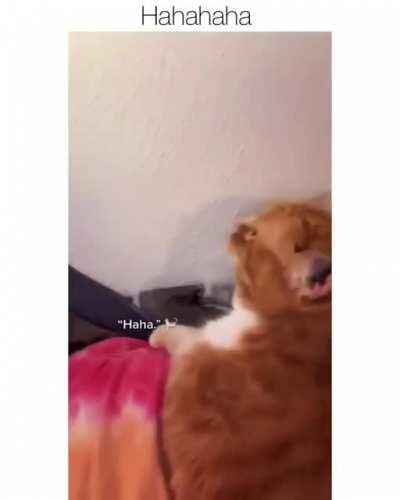 gato q aprendeu a rir