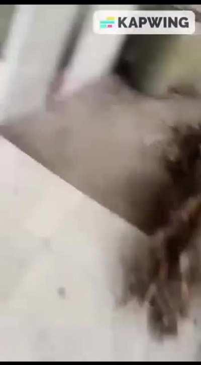 [Subtitle Version]Young boy choked grandma to death