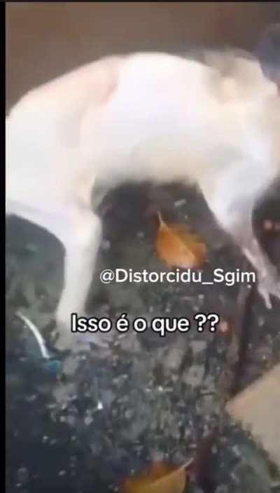 Gambá ou manganga 🗣🗣🗣⁉️‼️⁉️🔥🔥🔥