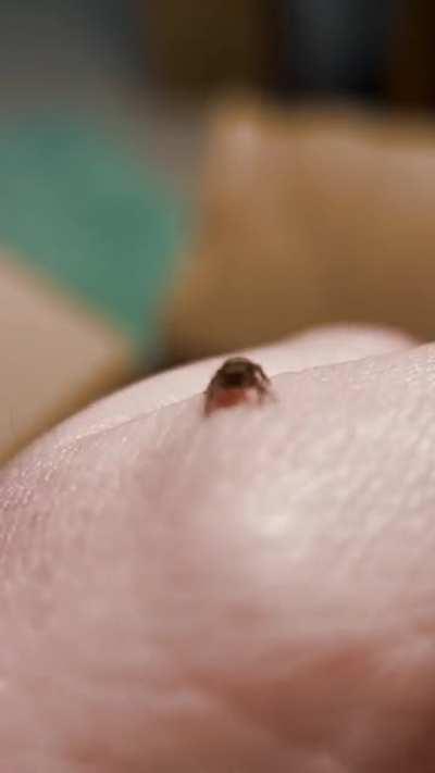 My pet spider waving to me and I wonder if its because I wave goodbye every morning.