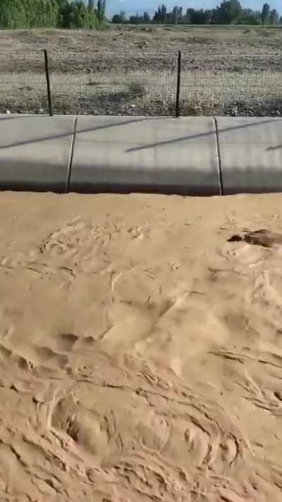 A cow drifting in a canal saved by an excavator. IÄdÄ±r, Turkiye