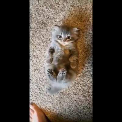 illegally small belly rubs please